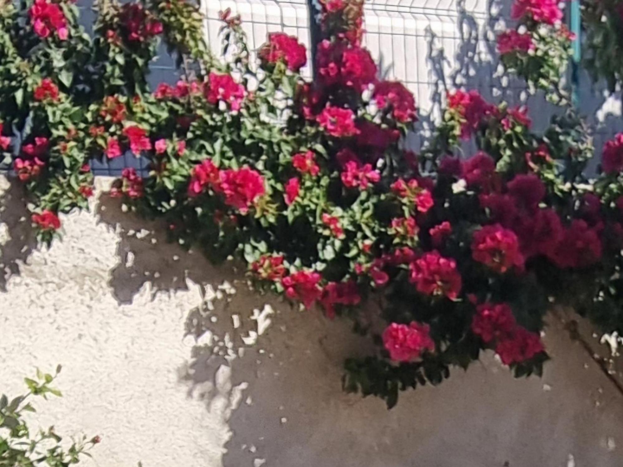 Vila Megi-Rent Room Vlore Room photo